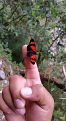Butterfly seen during the hike